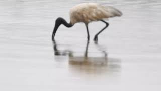 Black headed ibis(കഷണ്ടി കൊക്ക് )ഇര പിടിക്കുന്നത് കണ്ടിട്ടുണ്ടോ ??? ഒരു ചെറിയ പാമ്പിനെ പിടിക്കുന്നത്