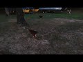 young rooster trying to crow