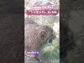 2022.01.09 怒るアズちゃん マヌルネコ　 pallasscat まぬるぬるぬるマヌルネコ まぬりたいまぬられたい マヌル様大好き💕💕 マヌルネコのアズちゃん 神戸どうぶつ王国