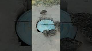 Simply DIY Unique Underground Quail Trap Technique Idea #shorts #simplediy #birdtrap