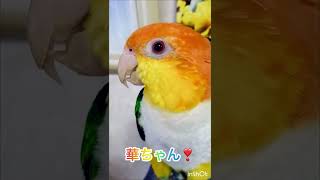 シロハラインコ華ちゃん🐥（歌ってみよう❣️🎤♫💕）