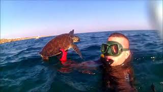 caretta nın kurtarılması.rescue of the caretta caretta.#fishing.owner of the music in the video#wmg