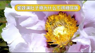 喂蜜蜂吃到撑，能喂出糖尿病吗？去这个超甜的实验室看看！