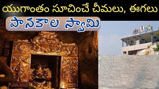 Mangalagiri Panakala Narasimha swamy Temple | Gandalaya swamy | kp chakrala