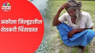 Akola Monsoon Breaking | अकोला जिल्ह्यातील शेतकरी चिंताग्रस्त | Maharashtra