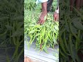 green chilli high yield farming method. satisfying farming harvesting shorts gourd