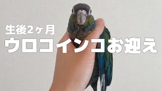 【5羽目】2ヶ月連続になりますが、新しい子をお迎えしました。ウロコインコ|生後2ヶ月|アカハラウロコインコ