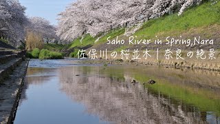 Saho River in Spring, Nara