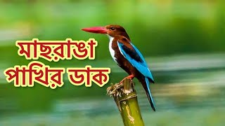 মাছরাঙা পাখির ডাক White throated Kingfisher call / sound