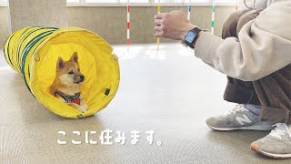 室内ドッグランでお気に入りの場所を見つけてしまった愛犬。｜ポメ柴