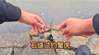 石缝中试钓又贵又凶猛蟹虎，今天真的太惨了