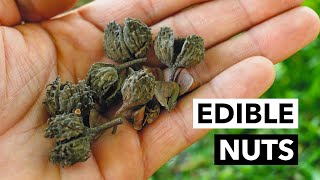 Wild Edibles with Sergei Boutenko: American Beech–Fagus grandifolia Has Edible Nuts!