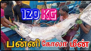 120 கிலோ🐋🤔பன்னி கோலா மீன் | koala fish | #TharuvaikulamMeenavan