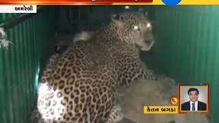 Amreli: leopard caught in cage that attack on worker | Zee24Kalak