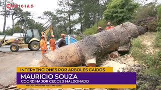 ÁRBOLES CAÍDOS | Mauricio Souza - Coordinador Cecoed.