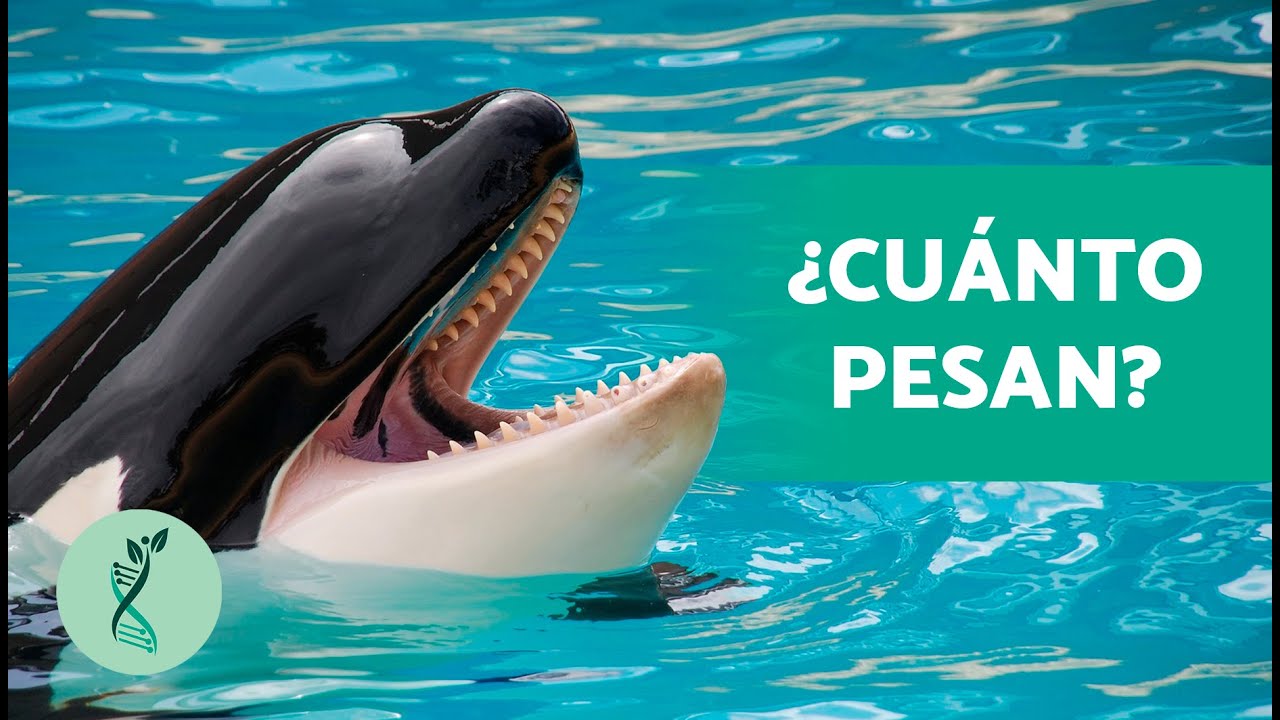 ¿De Qué Se ALIMENTAN Las ORCAS? 🌊 (Características, Hábitat, Amenazas Y ...