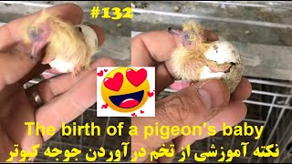 نکته آموزشی درباره از تخم درآوردن جوجه کبوتر توضیح آقای برکت The birth of a pigeon chick