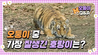 오둥이들 실제 성격은 어떨까? | 에버랜드 #한국호랑이 (Everland Tiger Valley) #오둥이 Q\u0026A 2탄