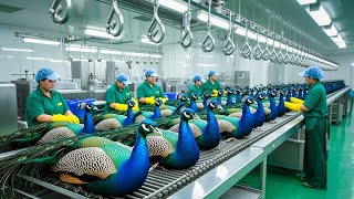 Peacock Farming Secrets | How Chinese Farmers Profit from the Majestic Bird | Peacock Business