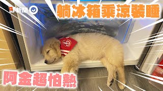 黃金獵犬怕熱「裝睡卡冰箱」探頭偷看食物：有得吃又涼｜寵物動物｜狗｜精選影片