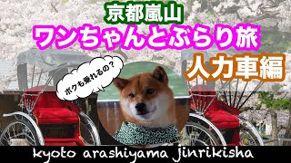 ワンちゃんと一緒に行く嵐山ぶらり旅！人力車だワン！嵐山の柴犬ジェームス！～Shiba inu james by kyoto～