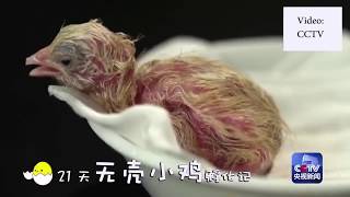 Chinese scientists have successfully hatched the country's first chick outside a shell