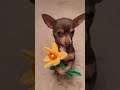 i gave my dog a flower 🌼… and cuteness flowed 🥹 chihuahua chihuahuas