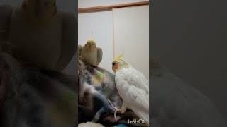 飼い主の肩の取り合い(笑)#オカメインコ #ショート動画 #インコ好きと繋がりたい #インコ動画 #放鳥 #もふもふ #ワキワキ #shorts