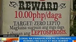 NTG: LGU ng Olongapo, bumibili ng daga at mga bubwit para iwas-leptospirosis