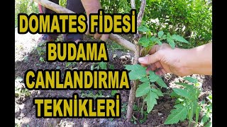 Annemden Domates Fideleriniz İçin Eşsiz Teknikler // Domates Fidesi Budama