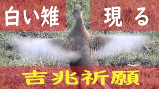 今日出会った野鳥たち今日も一日ありがとう白い雉現る　兵庫県中部（北播磨）20210403