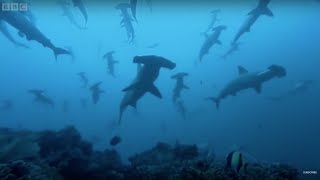 Hammerhead Sharks Gather In Costa Rica | BBC Earth