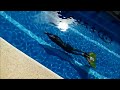 alenka artnik 200m dyn pb training 18.2.2017 freedive panglao