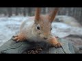 Немного о голодных белках a little bit about hungry squirrels