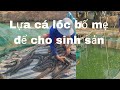 Nghề nuôi cá lóc: lựa cá bố mẹ để cho sinh sản