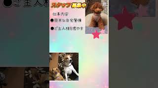 #トイプードル #ミニチュアダックス #ジャックラッセルテリア #大好き #犬のいる生活 #愛犬