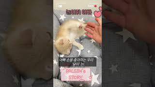 놀고싶은 아기 고양이 / 스코티쉬폴드 BABYCAT  #고양이 #cat #kitten #kitty #고양이일상 #반려동물 #cute #catlover