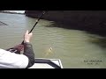 brazil fishing 6 lindas pirararas do rio araguaia pt.1