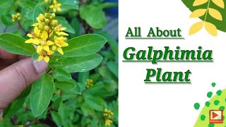 All about Galphimia plant