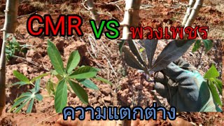 พันธุ์มันสำปะหลัง พวงเพชร vs CMR และความแตกต่าง