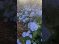 Farm Tour 2023. One of my hydrangea groves.