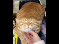 摸摸猫咪🐱 yun catsoftiktok cat catvideo curiosity perte 萌宠出道计划 猫咪 上热门要流量