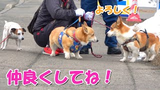 【コーギー】犬の社会化について～最後はコタ飯です