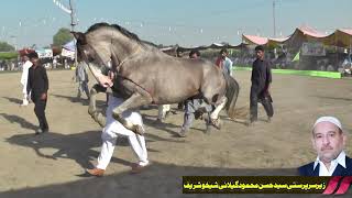 Jhalla ll Naseeb ll Horse Dance Moqbala ll Murad K Kathia Harppa Sahiwal Day 2nd 14 October 2021