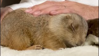 なでなでを中断すると起きるプレーリードッグ🐿Prairie dogs wake up when petting is interrupted🐿❤️#cute #funny #massage