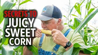 5 Tips | Growing Sweet Corn