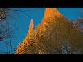 【銀杏並木 4k hdr】ginkgo tree avenue meijijingu gaien tokyo japan 明治神宮外苑