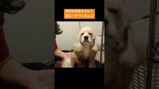 ドライヤーで乾かされるおばあちゃん犬と子犬 #shorts　#子犬 #cockerspaniel #アメリカンコッカースパニエル #犬