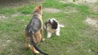 Two cute puppies playing- German Shepherd(male) vs. Romanian Mioritic Shepherd(female)