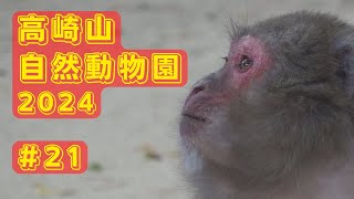 [#21] 高崎山自然動物園 12月 サヤカは元気です